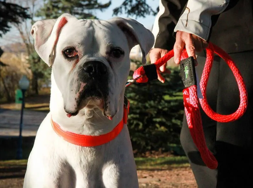 White boxer wearing an orange collar next to a red Soft Lines rope leash