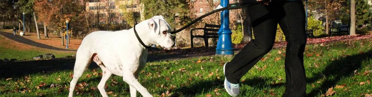 A white boxer walking on a Soft Lines rope leash through a lakeside park in autumn