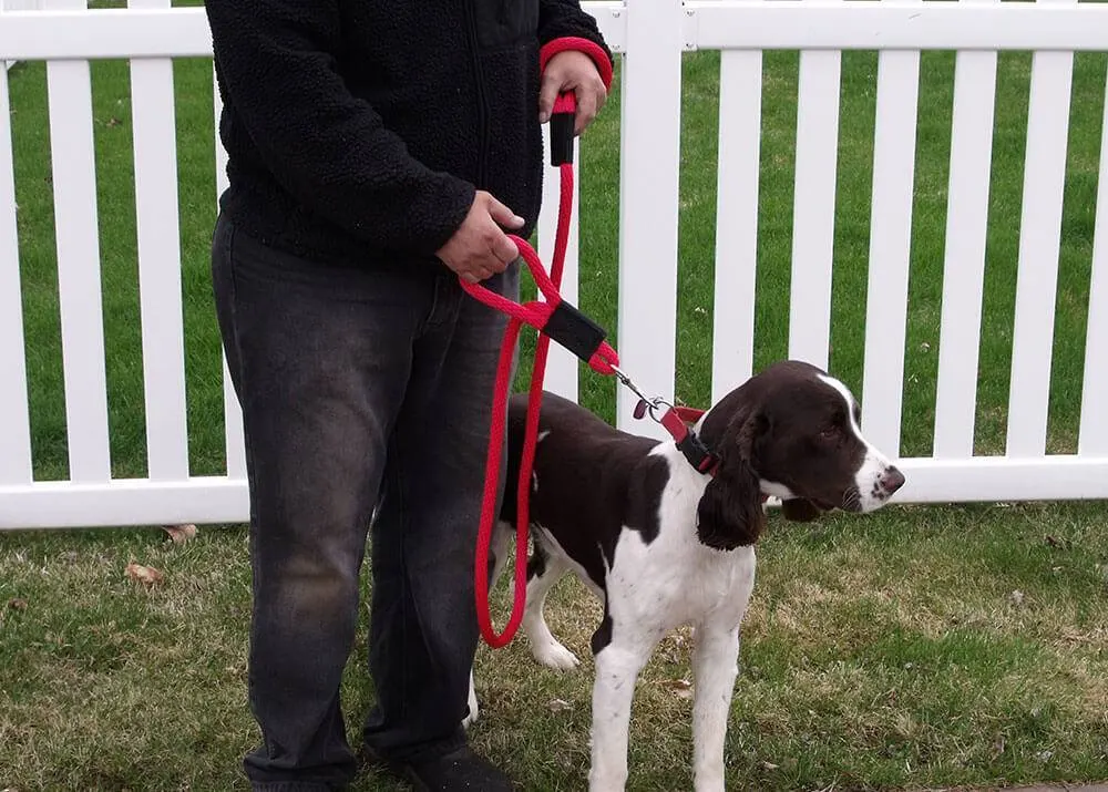 Springer spaniel on a red double handled Soft Lines safety leash
